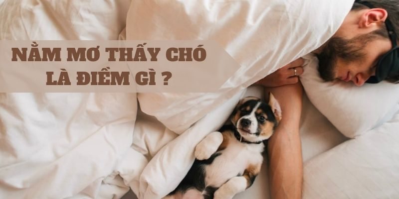Mơ thấy chó mang điềm xấu hay điềm tốt